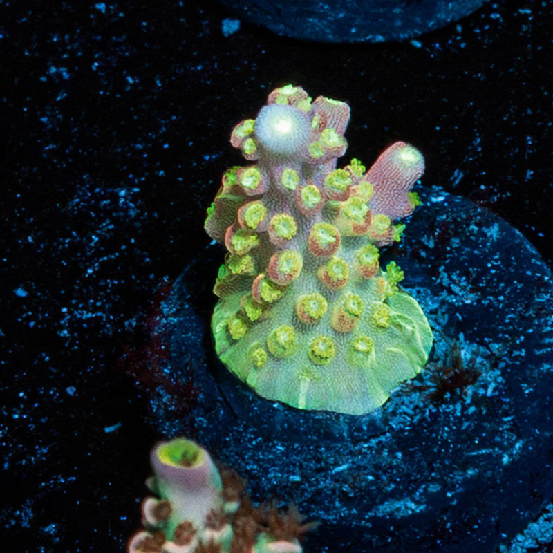 Paletta Pink Tip Acropora