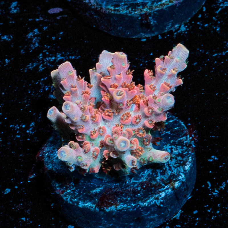 Night Fury Acropora