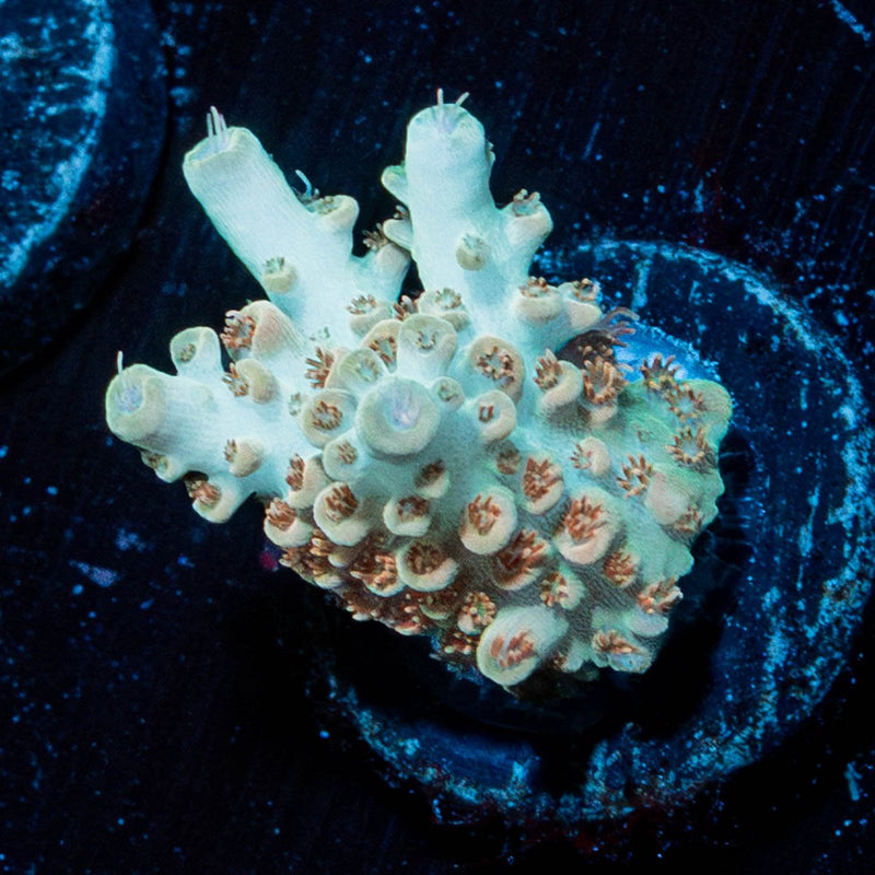 Temporal Distortion Acropora