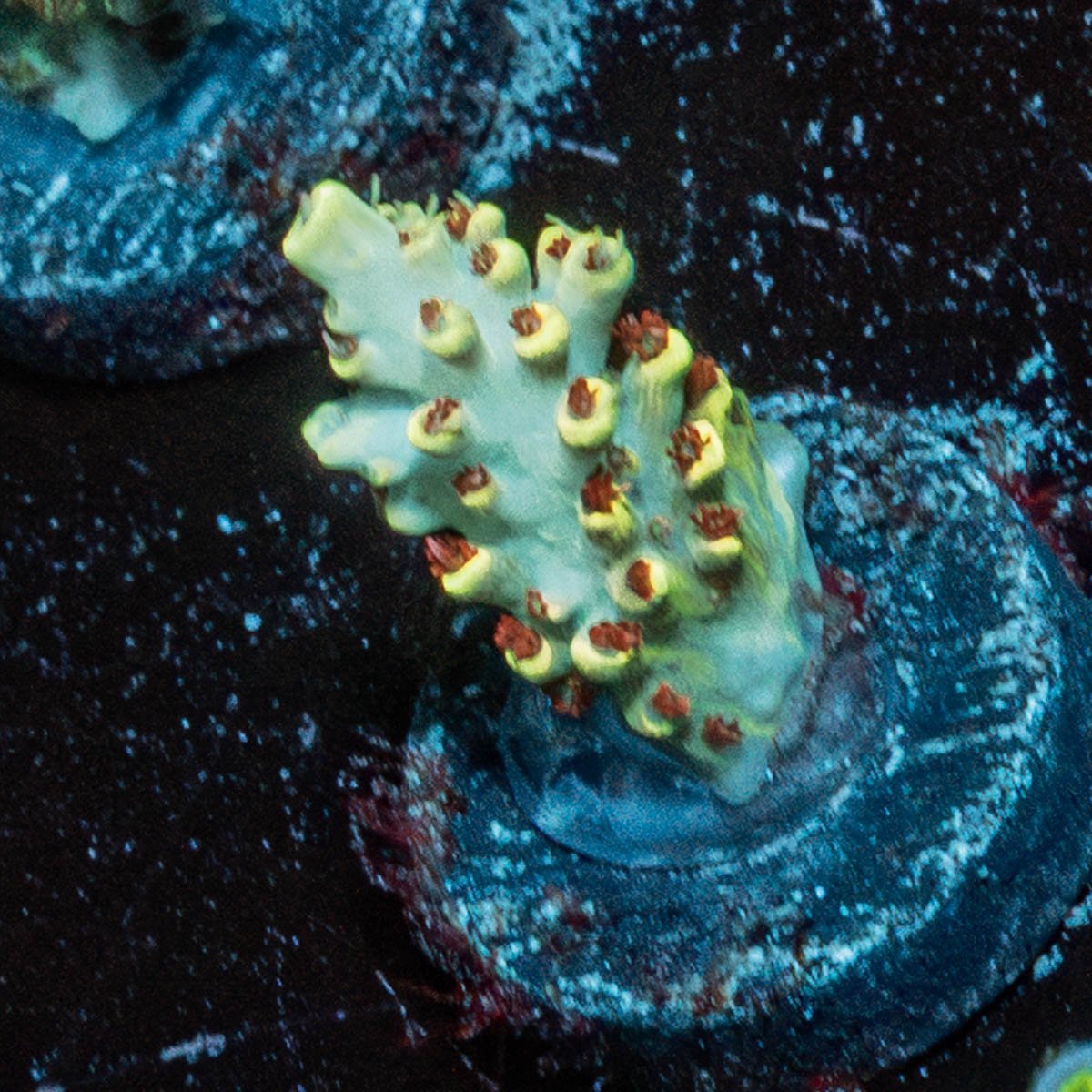 Pink Floyd Acropora - riptide aquaculture llc