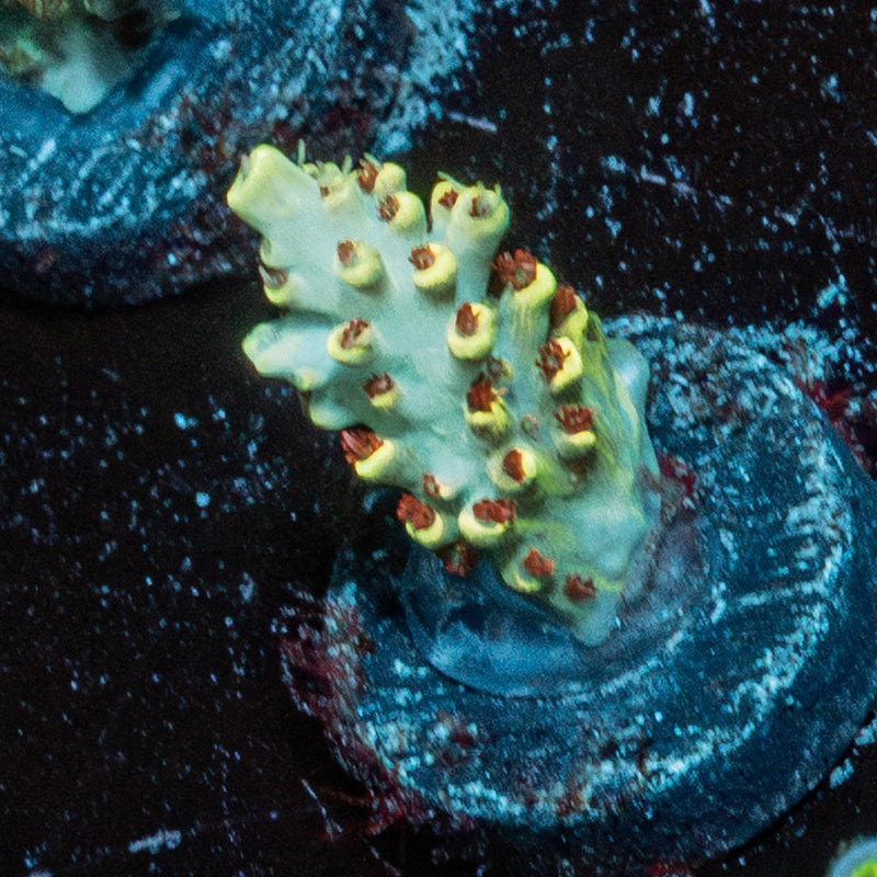 Pink Floyd Acropora