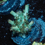 Greek Fire Acropora - riptide aquaculture llc