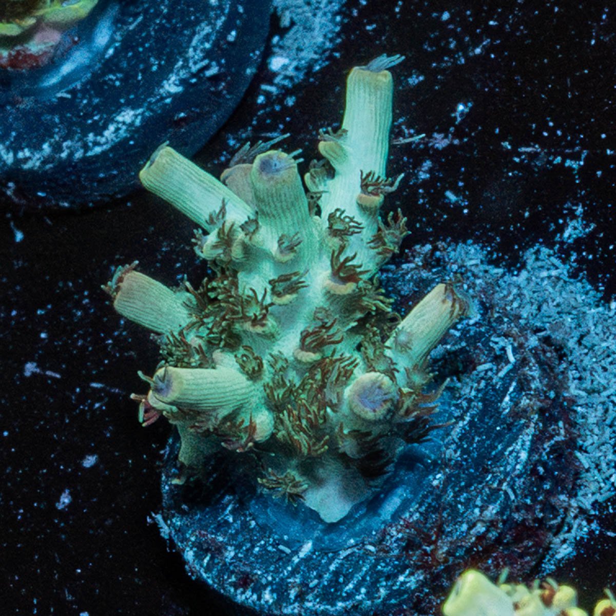 Greek Fire Acropora - riptide aquaculture llc