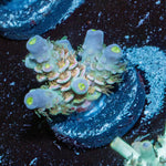 Water Colors Tenuis - riptide aquaculture llc