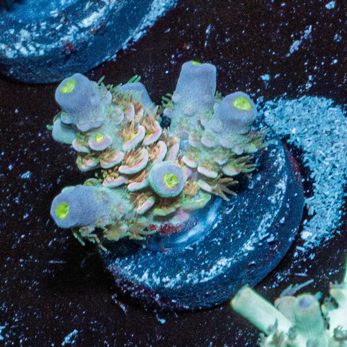 Water Colors Tenuis - riptide aquaculture llc