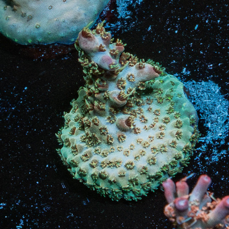 Buzz Lightyear Acropora