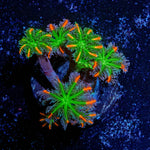 ACR Firework Clove Polyps - riptide aquaculture llc
