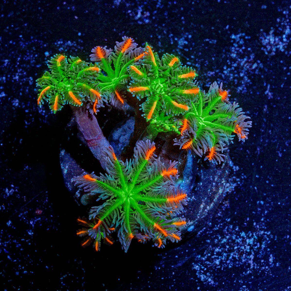 ACR Firework Clove Polyps - riptide aquaculture llc