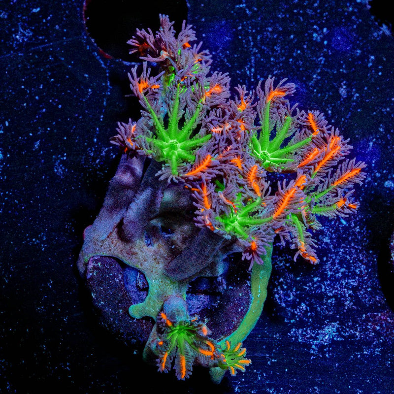 ACR Firework Clove Polyps