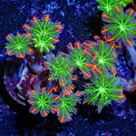 ACR Firework Clove Polyps - riptide aquaculture llc