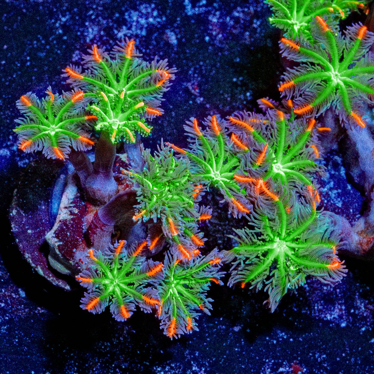 ACR Firework Clove Polyps - riptide aquaculture llc