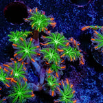 ACR Firework Clove Polyps - riptide aquaculture llc
