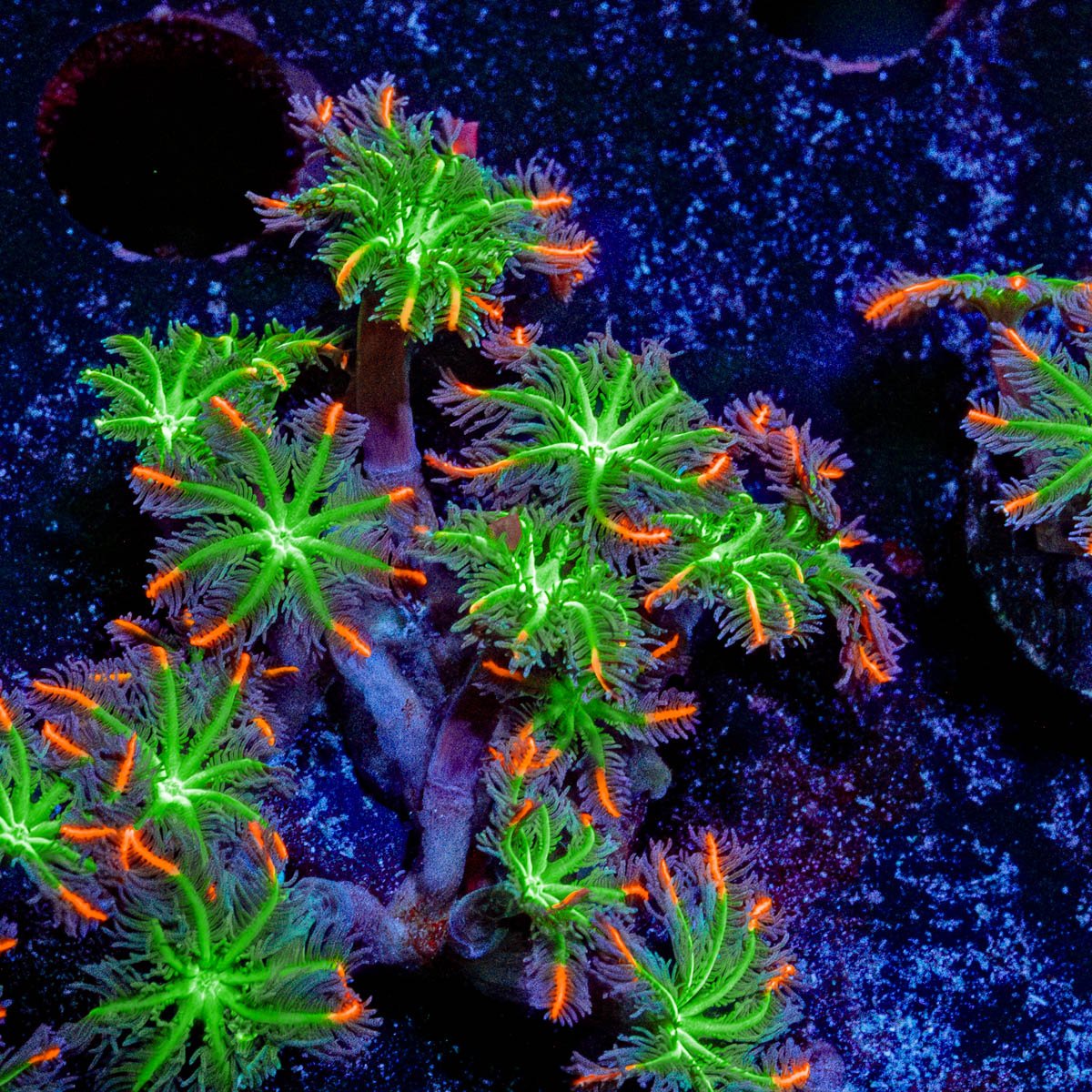 ACR Firework Clove Polyps - riptide aquaculture llc