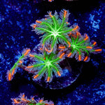 ACR Firework Clove Polyps - riptide aquaculture llc