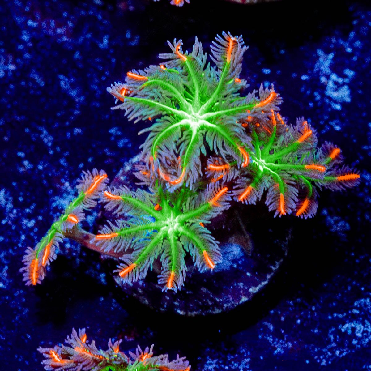 ACR Firework Clove Polyps - riptide aquaculture llc