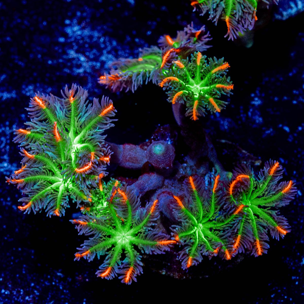 ACR Firework Clove Polyps - riptide aquaculture llc