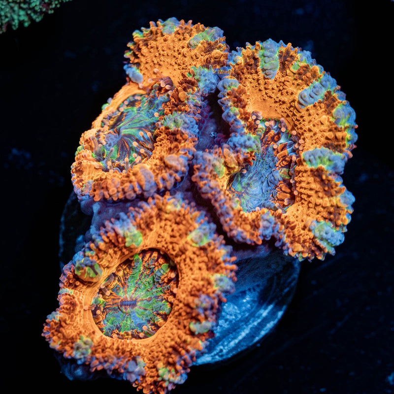 Crazy Eyes Micromussa / Acan