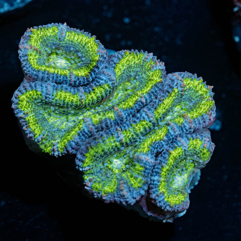 Green Micromussa / Acan