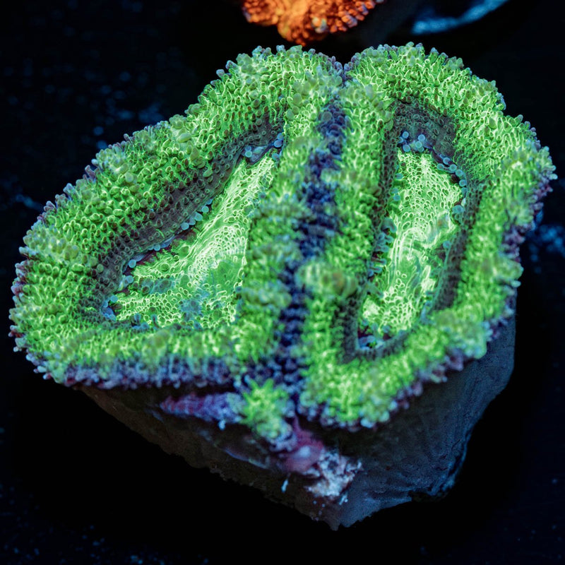 Green Micromussa / Acan