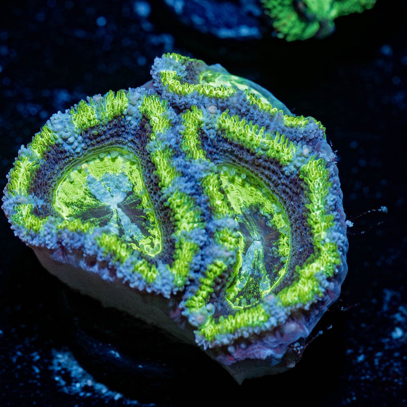 Green Micromussa / Acan