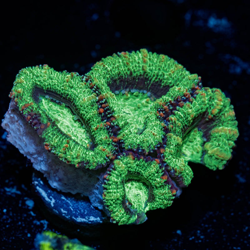 Green Micromussa / Acan