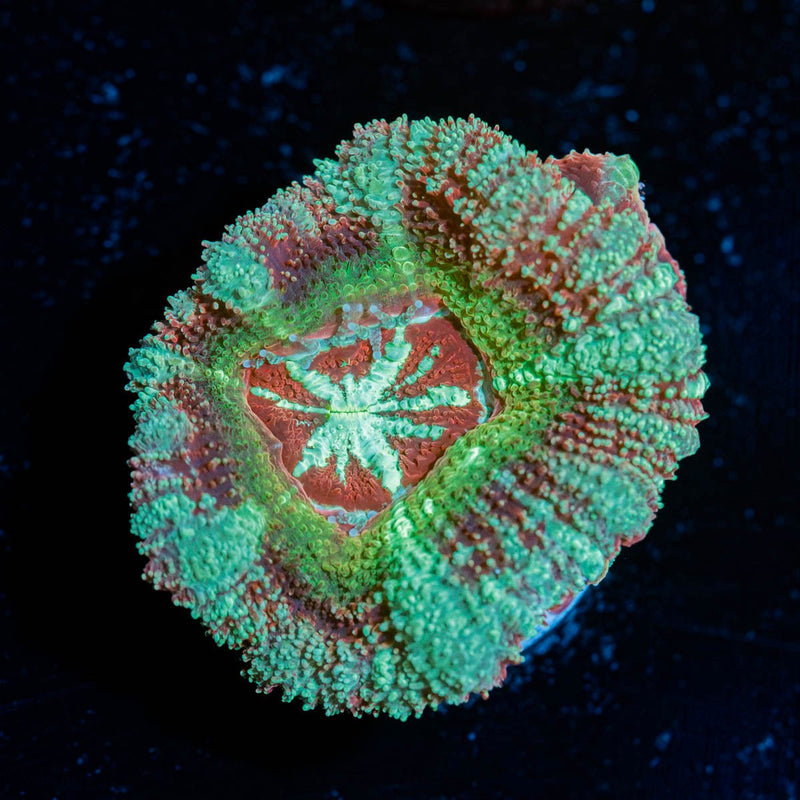 Leprechaun's Teasure Asian acan