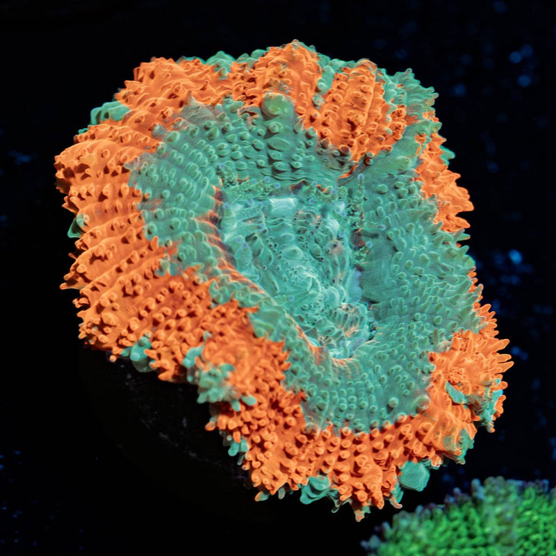 Captain Hooks Asian acan