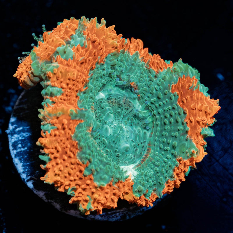 Captain Hooks Asian acan