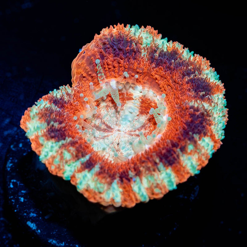Blood Moon Asian acan