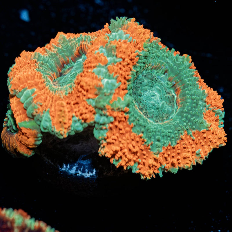 Captain Hooks Asian acan