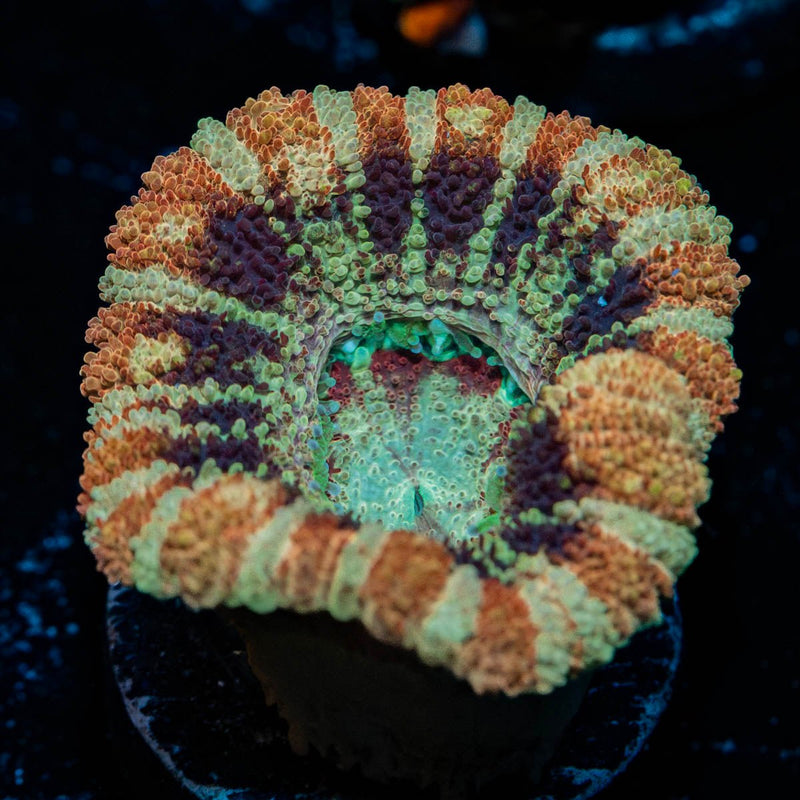 Wolverine Asian Acan