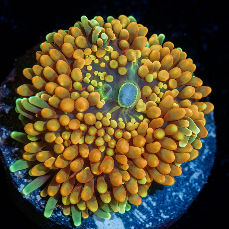 Orange Ricordea Mushroom