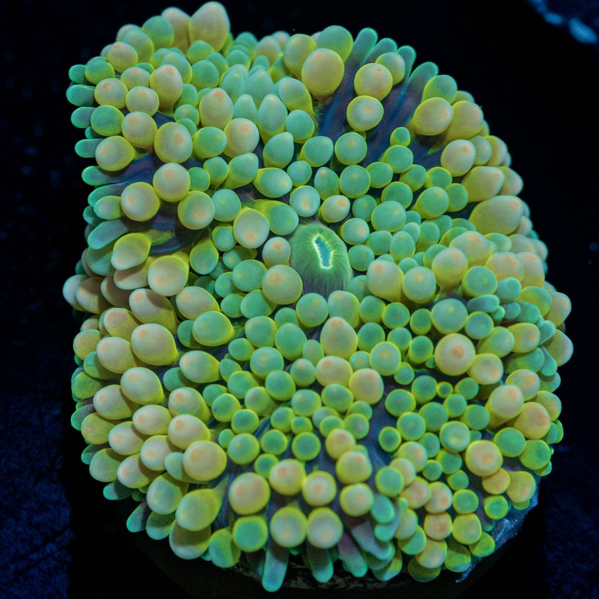 Pink/Green FL Ricordea Mushroom - riptide aquaculture llc