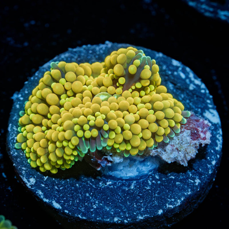 Yellow FL Ricordea Mushroom