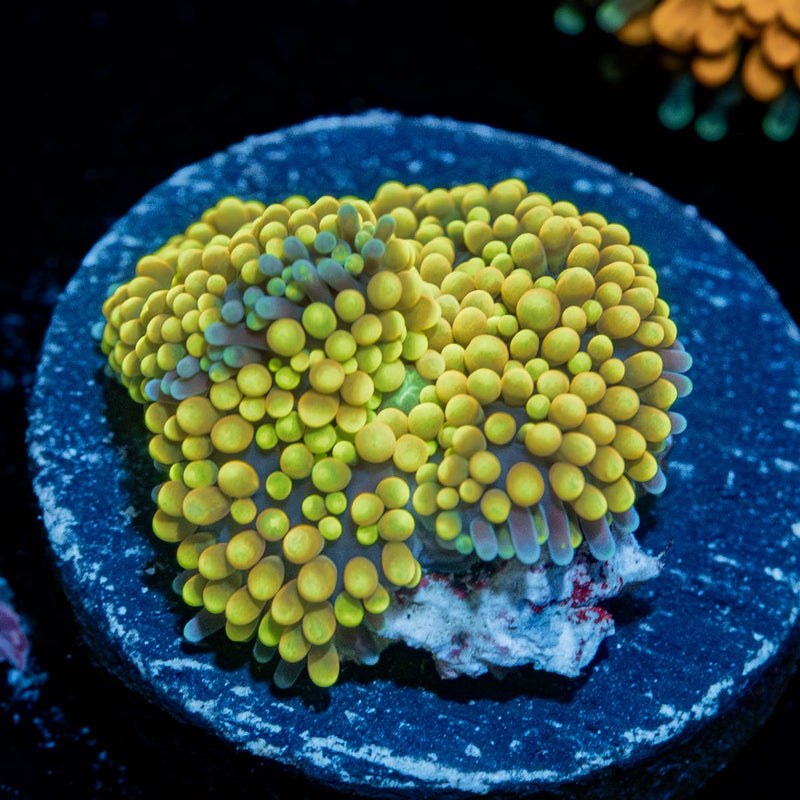 Yellow FL Ricordea Mushroom