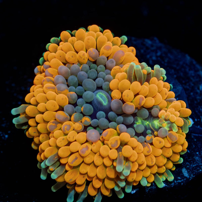 Orange FL Ricordea Mushroom