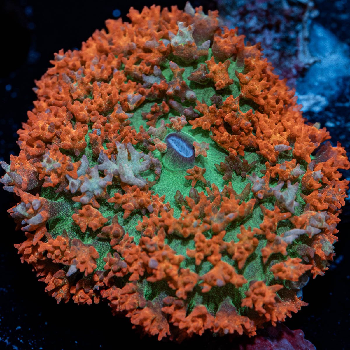 St. Thomas Mushroom - riptide aquaculture llc