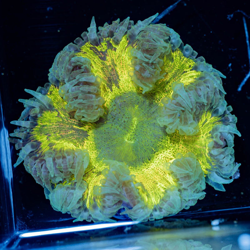 Rock Flower Anemones