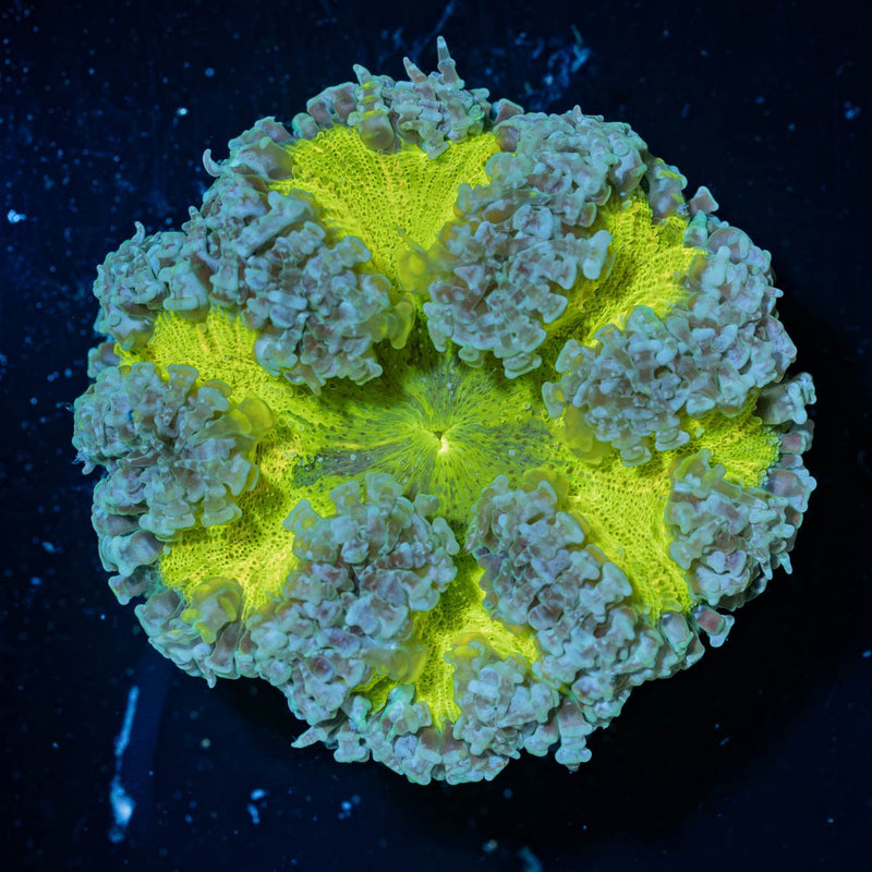 Rock Flower Anemones