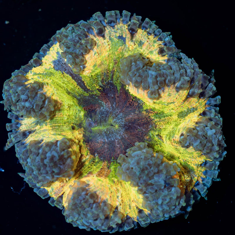 Rock Flower Anemones