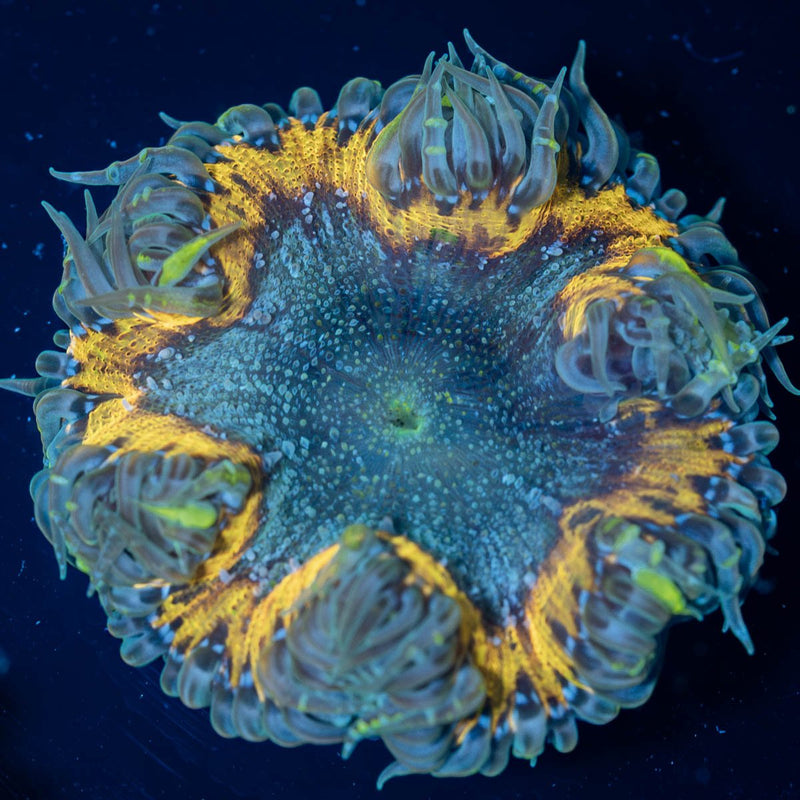 Rock Flower Anemones