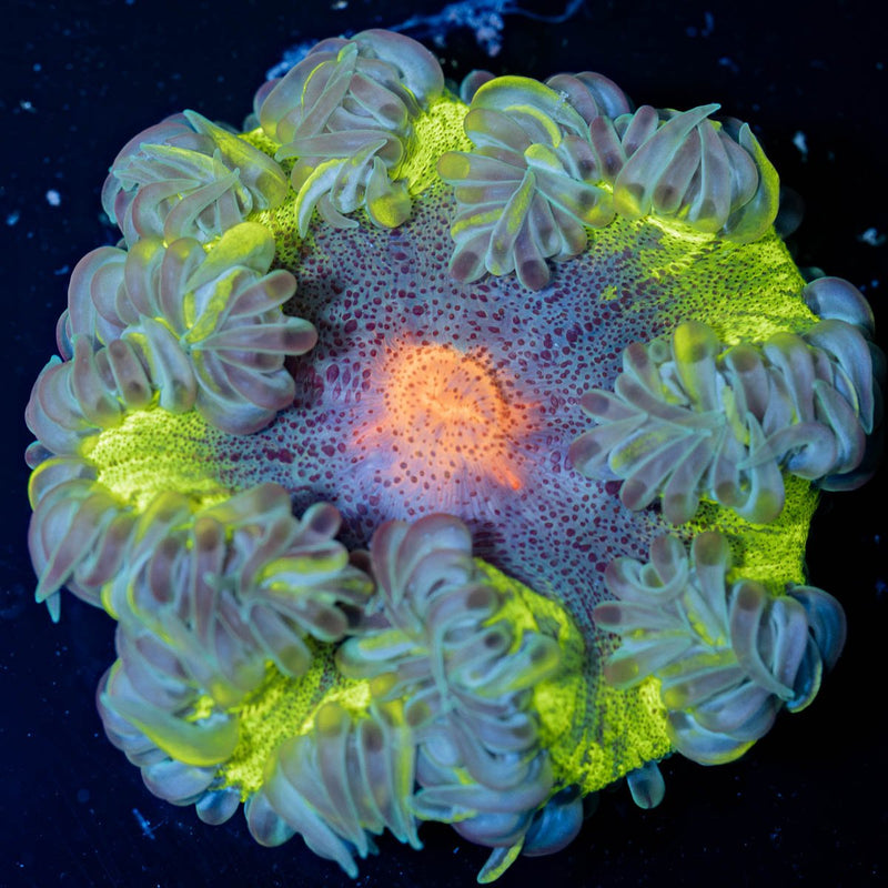 Rock Flower Anemones