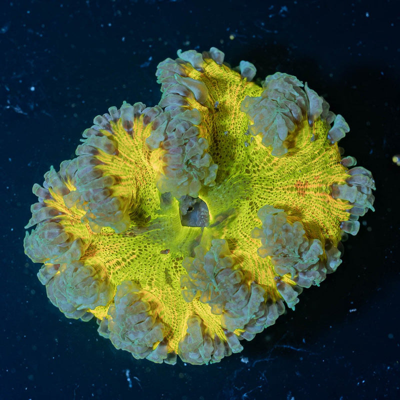 Rock Flower Anemones