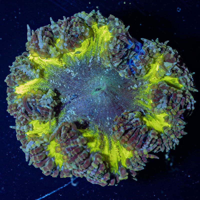 Rock Flower Anemones