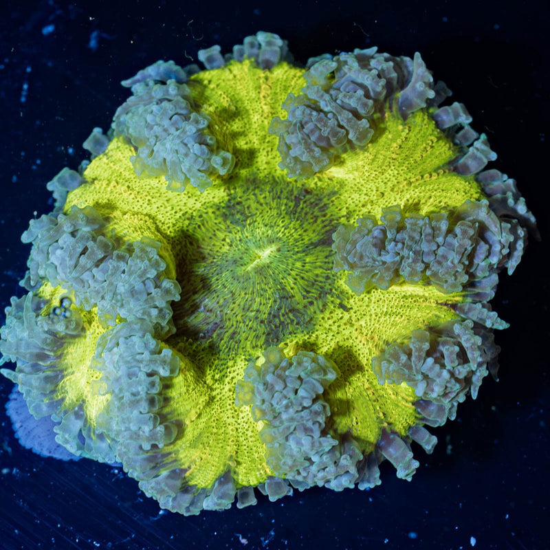 Rock Flower Anemones