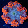 Rock Flower Anemones - riptide aquaculture llc