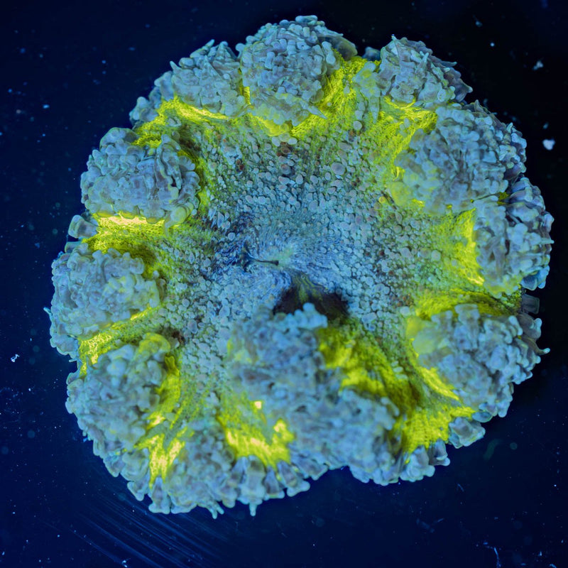 Rock Flower Anemones