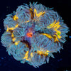 Rock Flower Anemones - riptide aquaculture llc