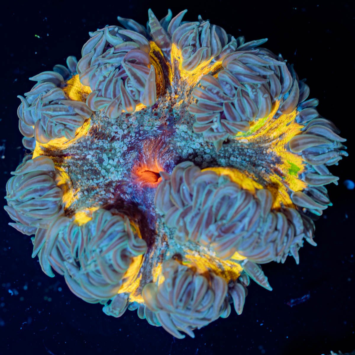 Rock Flower Anemones - riptide aquaculture llc