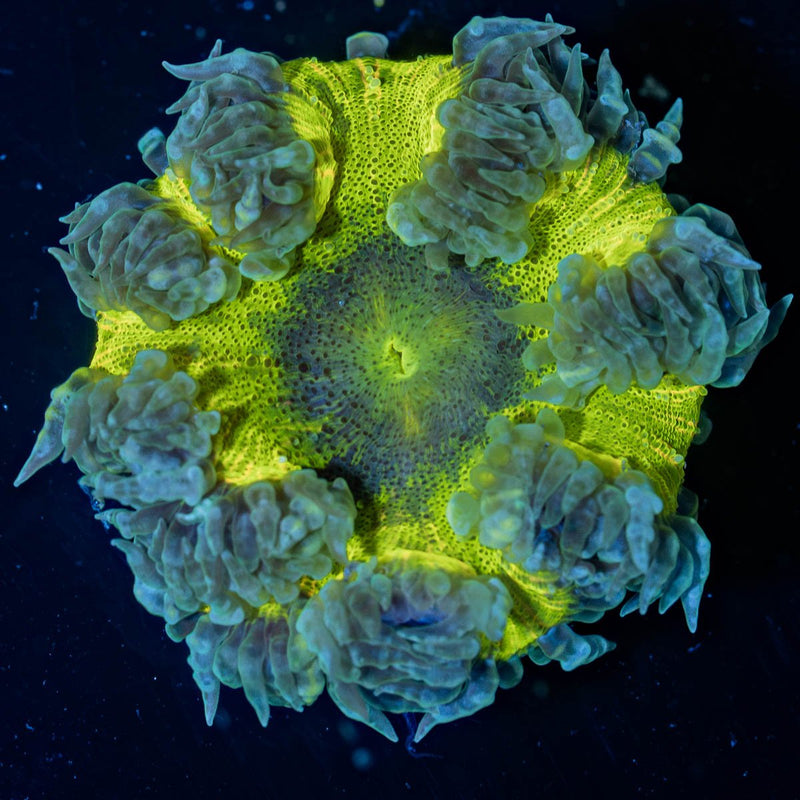 Rock Flower Anemones